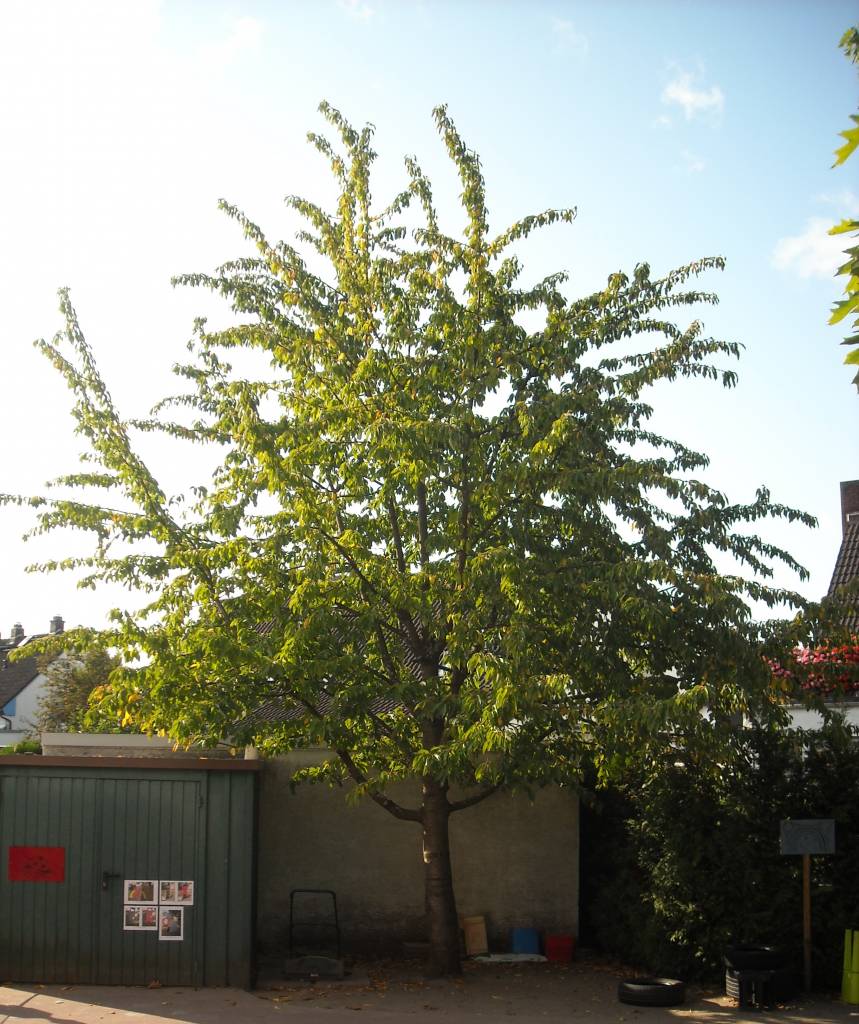 großer Kirschbaum