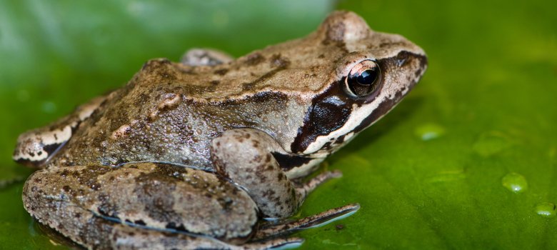 Grasfrosch sitzt auf Seerosenblatt