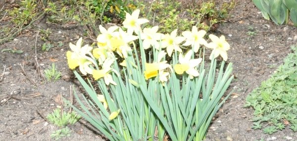 Das Bild zeigt eine Gruppe gelber Narzissen, die in einem Gartenbeet blühen. Die Blumen haben lange grüne Stängel und leuchtend gelbe Blüten. Sie stehen dicht beieinander. Rund um die Narzissen ist Erde zu sehen, sowie weitere grüne Pflanzen im Hintergrund.