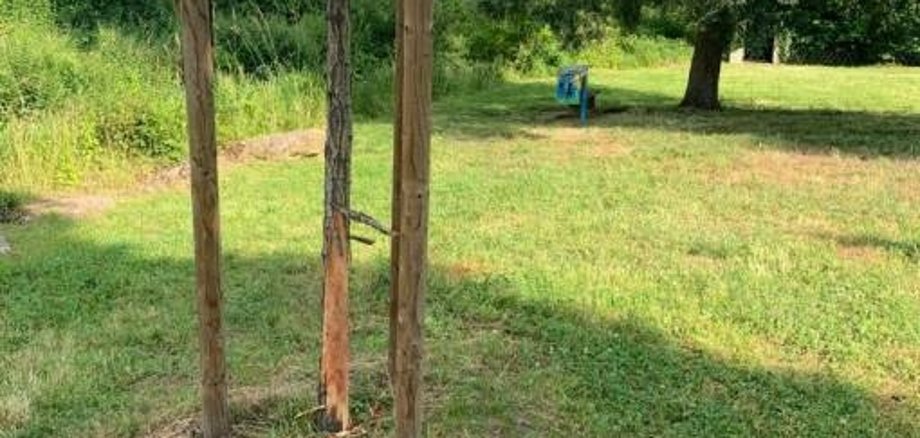 Baum in der Bleichstraße