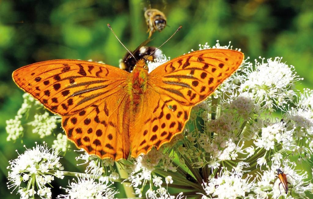 Fotowettbewerb „Blühende Gärten“ des Regionalverbandes FrankfurtRheinMain