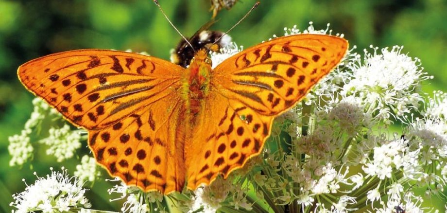 Fotowettbewerb „Blühende Gärten“ des Regionalverbandes FrankfurtRheinMain
