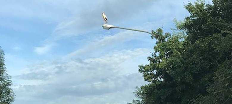 Storch in Mühlheim gesichtet Storch in Mühlheim gesichtet
