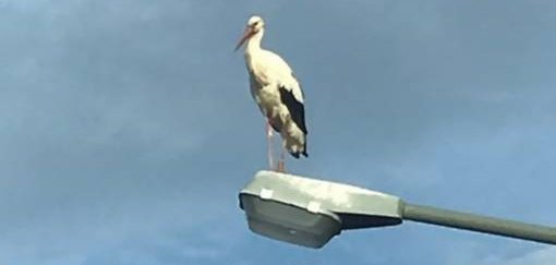 Storch in Mühlheim gesichtet