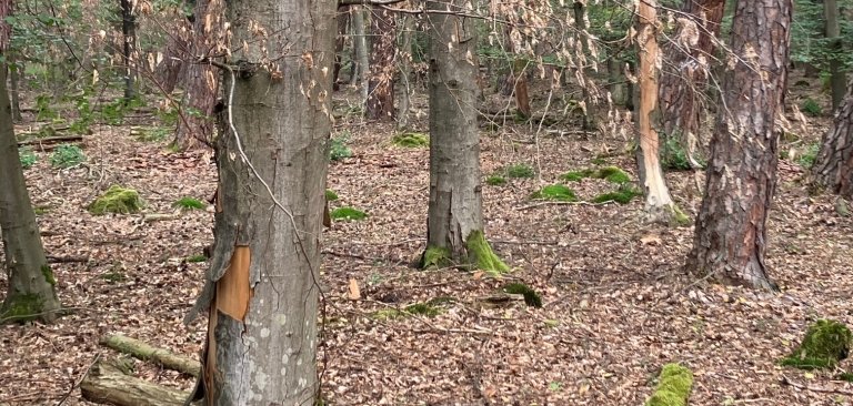 Waldbegehung im Rahmen der Beratung des Waldwirtschaftsplans 2024