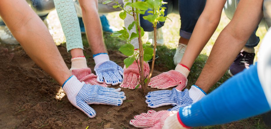group of volunteers hands planting tree in park
