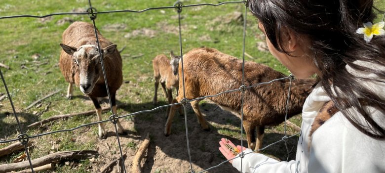 Eine Schülerin der Geschwister-Scholl-Schule füttert Mufflons in der Alten Fasanerie in Hanau